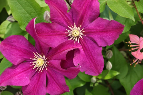 Clematis Madame Edouard Andre Climbing Plant, Supplied in 3L Pot by Direct Plants