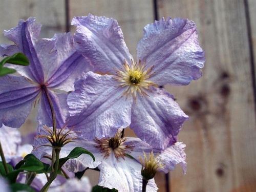 Clematis Prince Charles Climbing Plant, Supplied in 3L Pot by Direct Plants