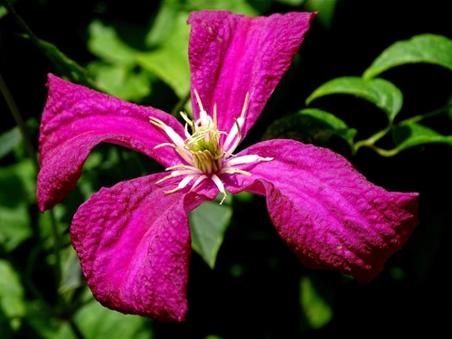 Clematis Madame Julia Correvon Climbing Plant, Supplied in 3L Pot by Direct Plants