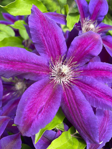 Clematis Mrs N Thompson Climbing Plant, Supplied in 3L Pot by Direct Plants