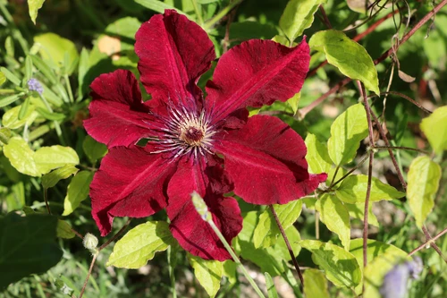 Clematis Boulevard Nubia Climbing Plant, Supplied in 3L Pot by Direct Plants
