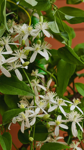 Clematis vitalba Climbing Plant, Supplied in 3L Pot by Direct Plants