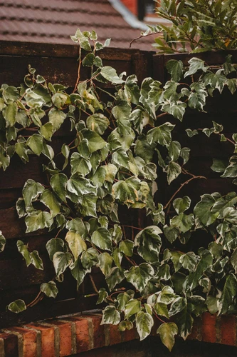 Hedera Helix Glacier in 3L Pot, Supplied by Direct Plants
