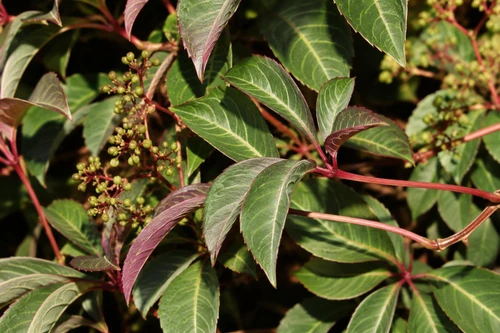 Parthenocissus henryana in 3L Pot, Supplied by Direct Plants