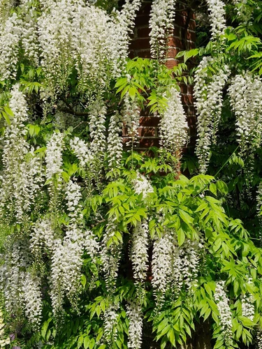 Wisteria flor 'Shiro-noda' in 3L Pot, Supplied by Direct Plants