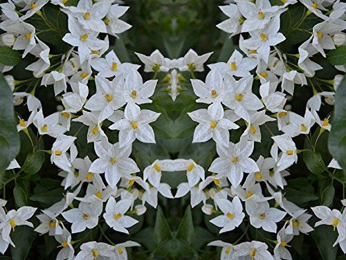 Solanum Jasminoides Alba Climbing Plant 3-4ft Supplied in a 3 Litre Pot