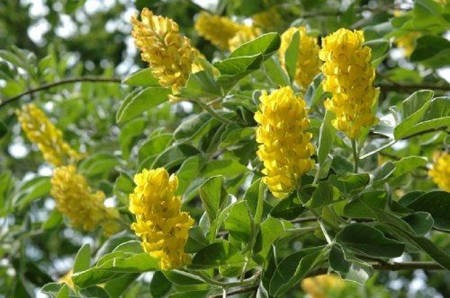 Cytisus Pineapple Broom Tree (Fragrant) 6-7ft Supplied in a 10 Litre Pot