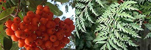 Sorbus Asplenifolia Cut Leaf Rowan Mountain Ash Tree 6ft Supplied in a 7.5 Litre Pot