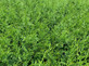 Thuja Plicata Gelderland Western Red Cedar 2-3ft Pack of 5 Supplied in 2/3 Litre Pots