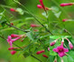 Jasminum Bessianum Red Flowering Jasmine Climbing Plant 3-4ft Supplied in a 3 Litre Pot