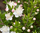Myrtus Tarentina Fragrant Evergreen Shrub Supplied in a 9cm Pot