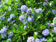 Ceanothus Victoria Californian Lilac Shrub 3-4ft Supplied in a 3 Litre Pot