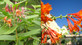 Lonicera Henryii Evergreen Honeysuckle Plant 3-4ft Supplied in 3 Litre Pot