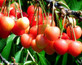 Dwarf Patio Napolean Cherry Fruit Tree 3-4ft Supplied in a 5 Litre Pot