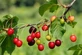 Dwarf Patio Morello Cherry Fruit Tree 3-4ft Supplied in a 5 Litre Pot