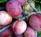 Patio Dwarf Opal Plum Fruit Tree 3-4ft Supplied in a 5 Litre Pot