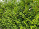 Thuja Plicata Gelderland Western Red Cedar 3-4ft Pack of 10 Supplied in 3 Litre Pots