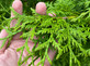 Thuja Plicata Gelderland Western Red Cedar 3-4ft Pack of 10 Supplied in 3 Litre Pots