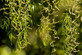 Salix Chrysocoma Weeping Willow Tree 5-6ft Supplied in a 7.5 Litre Pot