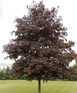 Acer Crimson King Maple Tree 4-5ft Supplied in a 7.5 Litre Pot