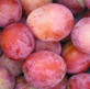Dwarf Patio Miniature Victoria Plum Fruit Tree 3-4ft Supplied in a 5 Litre Pot