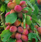 Dwarf Patio Miniature Victoria Plum Fruit Tree 3-4ft Supplied in a 5 Litre Pot