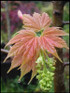 Acer Prinz Handjery Patio Maple Acer Tree 5-6ft Tall in a 7.5 Litre Pot