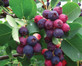 Amelanchier Canadensis Canadian Service Berry Juneberry Fruit Plant Large Supplied in a 2 Litre Pot