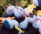 Prunus Damson Merryweather Plum Fruit Tree 5-6ft Supplied in a 7.5 Litre Pot
