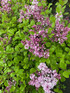 Syringa Meyeri Palibin Korean Dwarf Lilac Shrub Bush Supplied in a 9cm Pot