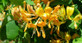 Lonicera Tellmanniana Highly Fragrant Honeysuckle Climbing Plant 3-4ft Supplied in a 3 Litre Pot