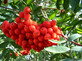 Sorbus Commixta Mountain Ash Tree 5-6ft Supplied in a 7.5 Litre Pot