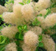 Cotinus Young Lady Smoke Bush Shrub Plant 3-4ft Tall Supplied in a 3 Litre Pot