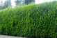 Green Leylandii Cupressocyparis Leylandii Hedging Trees 3-4ft, Pack of 10 Supplied in 2/3 Litre Pots