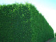 Green Leylandii Cupressocyparis Leylandii Hedging Trees 3-4ft, Pack of 10 Supplied in 2/3 Litre Pots