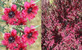 Leptospermum Red Damask Evergreeen Shrub Plant Supplied in a 9cm Pot