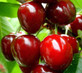 Prunus Sunburst Sweet Juicy Cherry Fruit Tree 5-6ft Supplied in a 7.5 Litre Pot