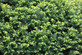 Taxus x Media Hicksii Evergreen Yew Hedging Trees Pack of 10 in 1.5 Litre Pots