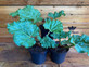 1X LARGE RHUBARB PLANT 'Timperley Early' FRUIT PLANT 2L POTTED