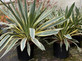 1x Extra Large Yucca Gloriosa Variegata Plant - Spanish Dagger Fully Hardy 10L
