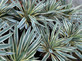 1x Extra Large Yucca Gloriosa Variegata Plant - Spanish Dagger Fully Hardy 10L