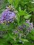 1X 3-4FT LARGE SOLANUM CRISPUM GLASNEVIN BLUE FLOWERING CLIMBING PLANT 3L