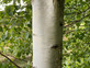Betula Pendula Silver Birch Tree Large 5-6ft Supplied in a 7.5 Litre Pot
