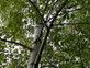 Betula Pendula Silver Birch Tree Large 5-6ft Supplied in a 7.5 Litre Pot