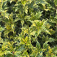 1X OSMANTHUS GOSHIKI TRICOLOR PLANT EVERGREEN GARDEN SHRUB