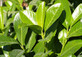 10x Prunus Rotundifolia Cherry Laurel Hedging Plants 40-60cm Supplied in 2 Litre Pots