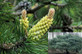 Scot's Pine Tree Pinus Sylvestris Large 2-3ft Supplied in a 5 Litre Pot