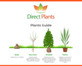 6x Large Mixed Evergreen Climbing Plants Selection Supplied in 3 Litre Pots