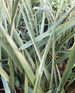 Phormium Tenax Evergreen Shrub Large 2-3ft Large Plant Supplied in a 3 Litre Pot