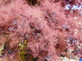 Cotinus Coggygria Royal Purple Smoke Bush Shrub Large 40-60cm Supplied in a 3 Litre Pot